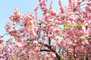 八重桜の画像1